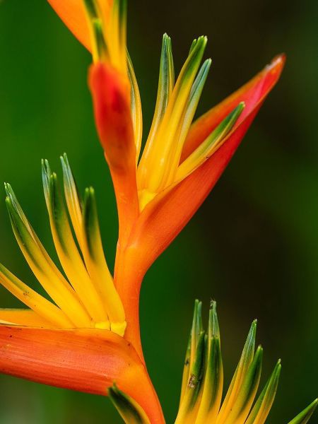 Fiji-Vanua Levu Close-up of Bird Of Paradise plant